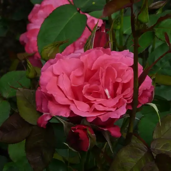 Trandafiri hibrizi Tea - Trandafiri - Mullard Jubilee™ - 